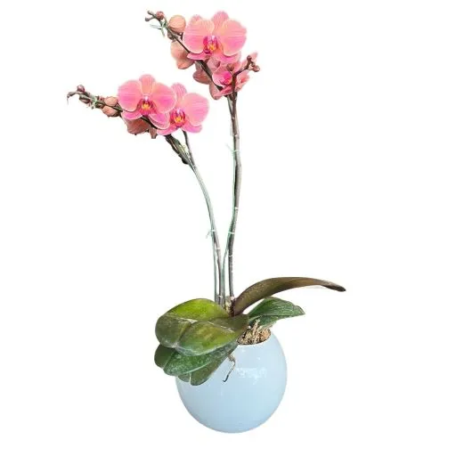 Orquidea rosada I